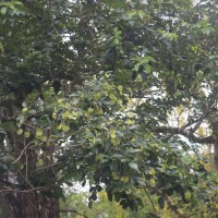Pterocarpus santalinus L.f.